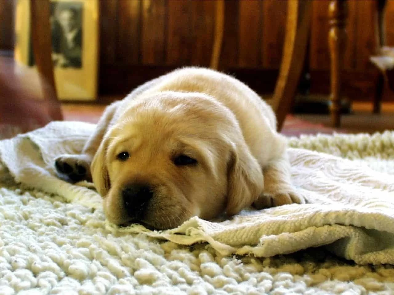 High quality carpet cleaning specialists serving Corona